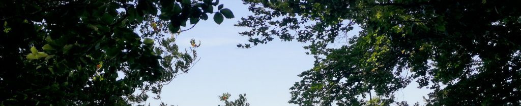 Ausblick durch Blätter