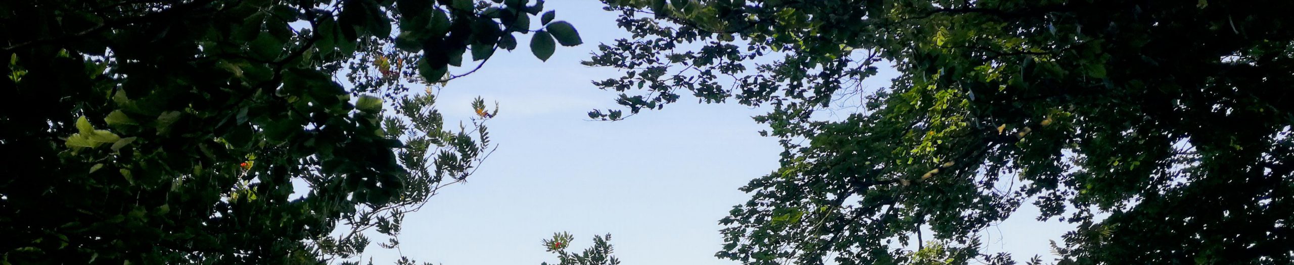 Blick durch Bäume in den Himmel