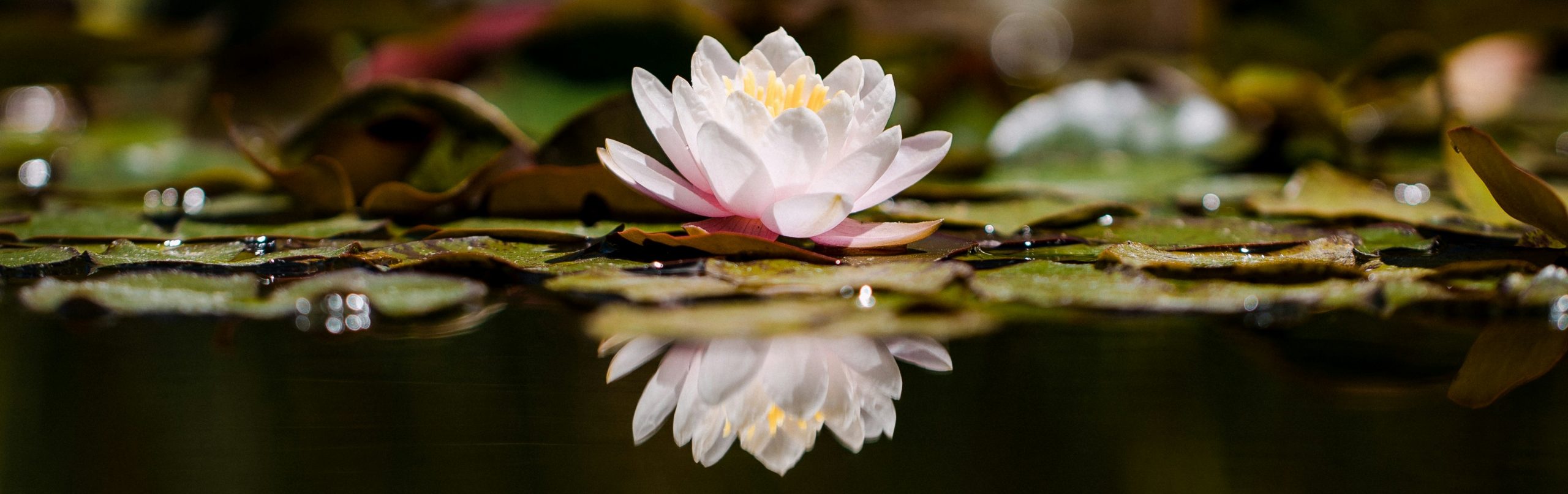 Lotusblüte, die sich im Wasser spiegelt.