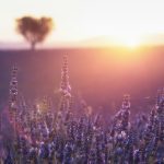 Lavendelfeld bei Sonnenuntergang – Beruhigende Szene für besseren Schlaf und Entspannung