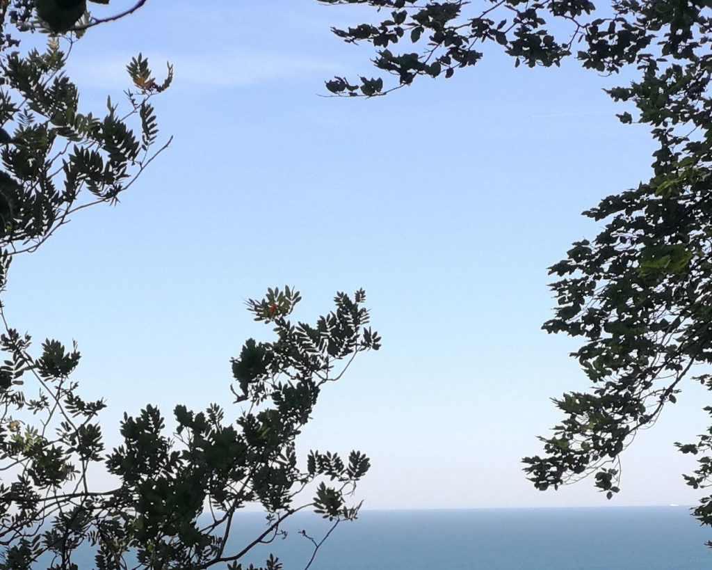 Blick auf das Meer durch Bäume