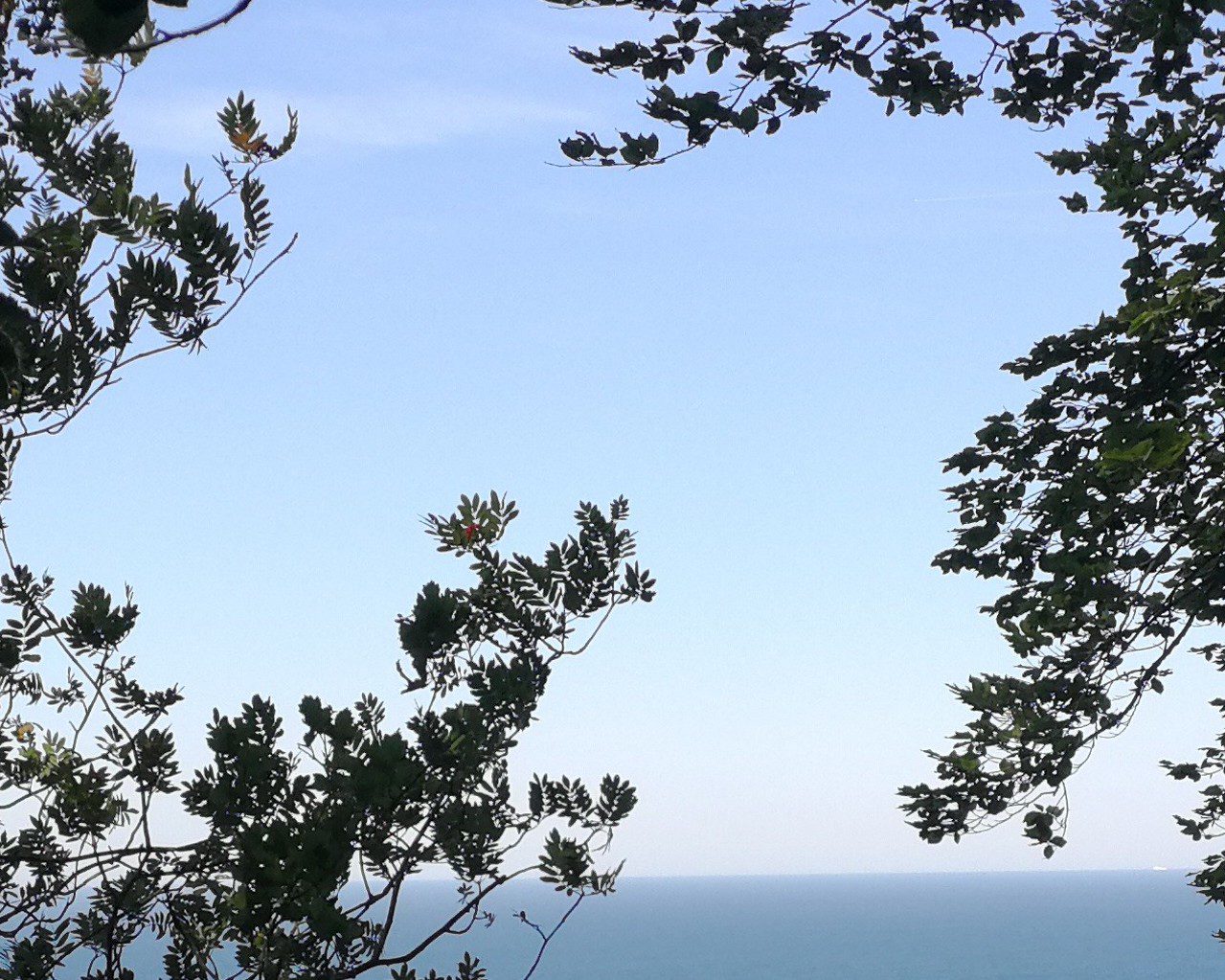 Blick auf das Meer durch Bäume
