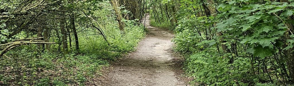 Waldweg als Weg zu sich selbst